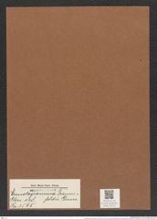 Eunotogramma frauenfeldii Grun. (de-Toni-Nr.: Genus 128, Species 3565) Zeichnungen Sammlung Grunow Mappe 03733 (Herbarium_W_Grunow_drawings_Folder_03733)